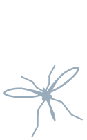 Mosquito